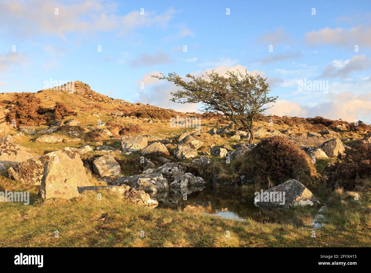 Une vue sur Belstone Tor avec un arbre de gnarled par le côté d'un étang au premier plan Banque D'Images