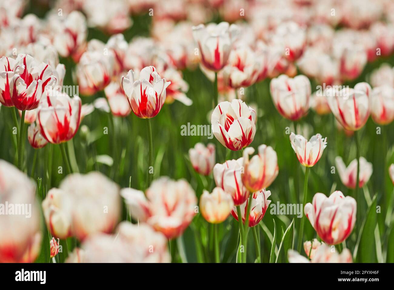 Au cours de la saison de printemps tulipes à Ottawa, Ontario, Canada 2017 Banque D'Images
