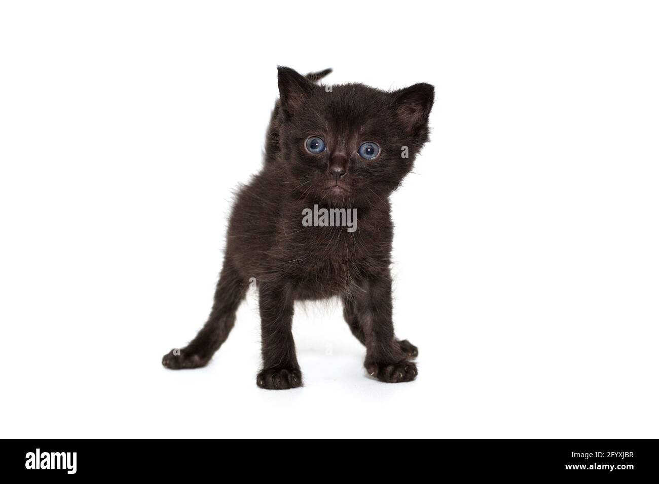 Drole Chaton Noir Avec Des Yeux Bleus Isole Sur Fond Blanc Photo Stock Alamy