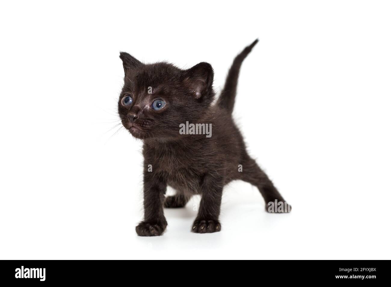 Drole Chaton Noir Avec Des Yeux Bleus Isole Sur Fond Blanc Photo Stock Alamy