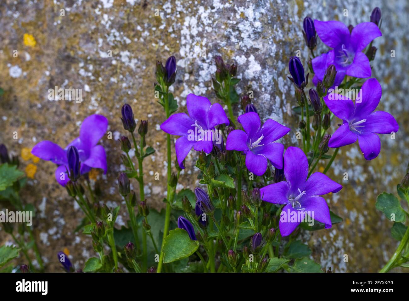 Campanula portenschlagiana Bellflower Banque D'Images