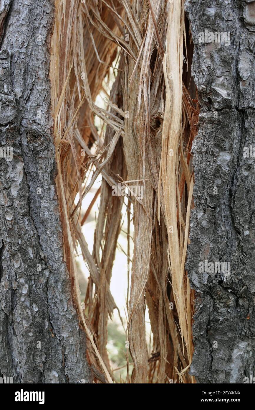 Éclats de bois tronc d'arbre brisé divisé en deux par mauvais temps. Arrière-plan de la nature. Banque D'Images