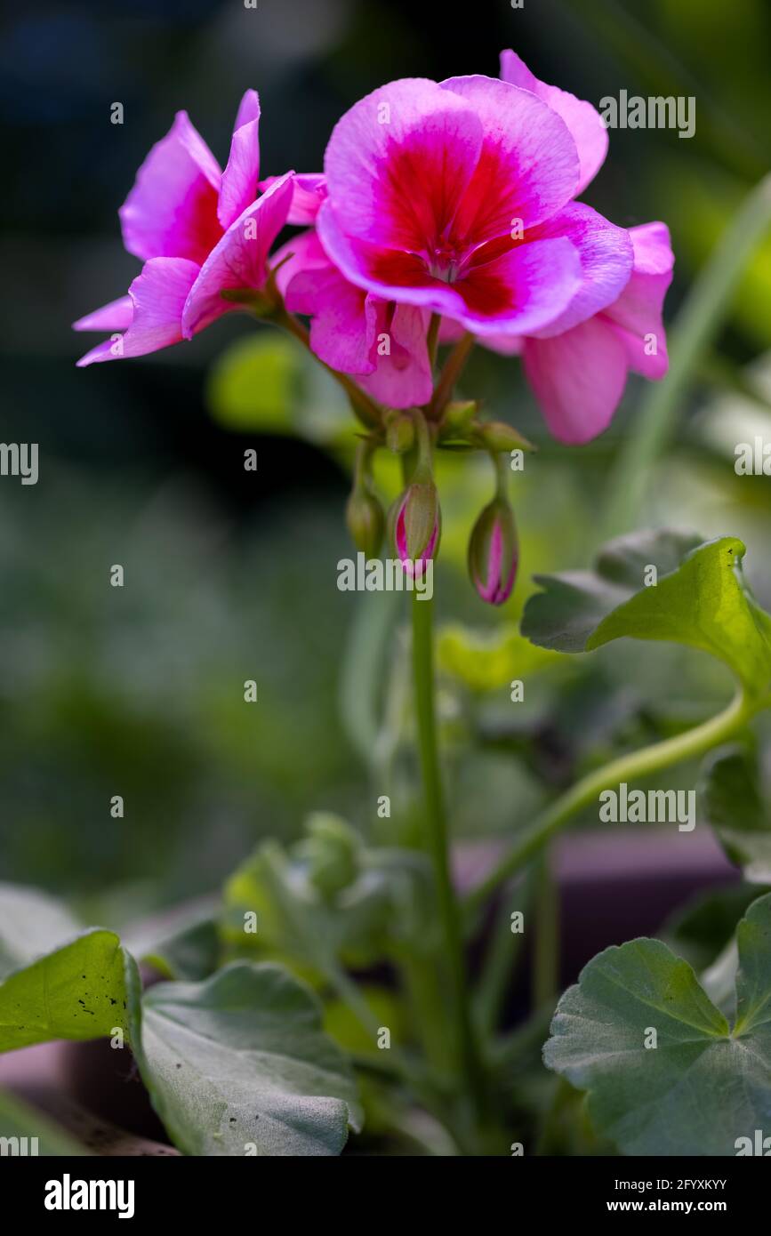 Pink Pelargoniums également connu sous le nom de géranium ou de cigognes Banque D'Images