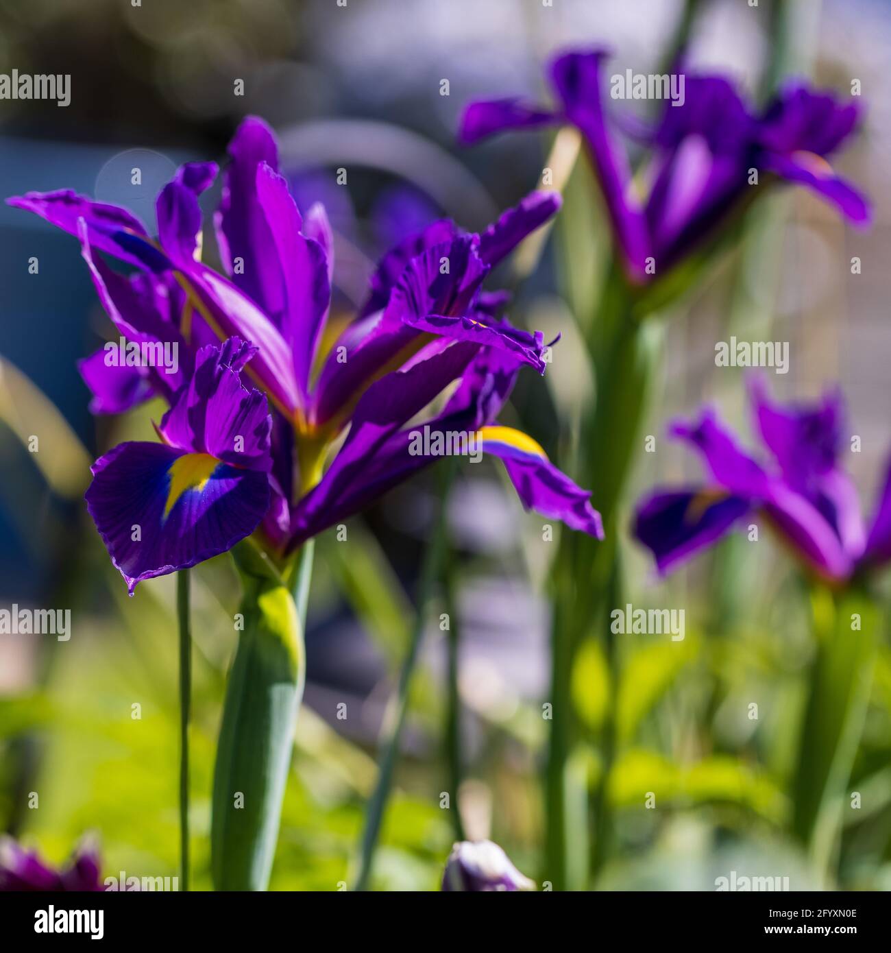 Iris néerlandais 'Beauté saphir' Banque D'Images