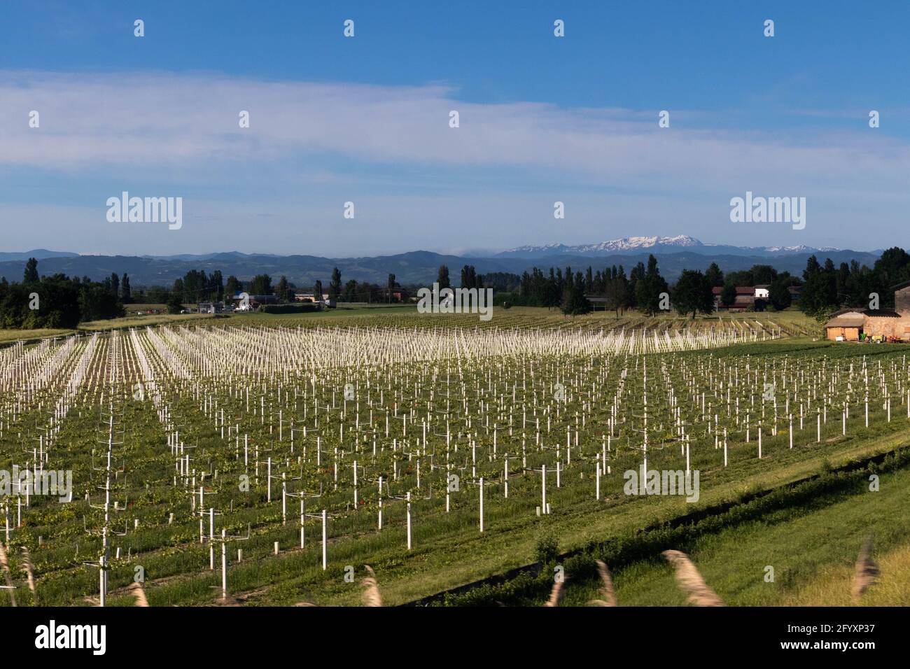 Champ de culture des raisins, Parme, Bologne, région. Italie Banque D'Images