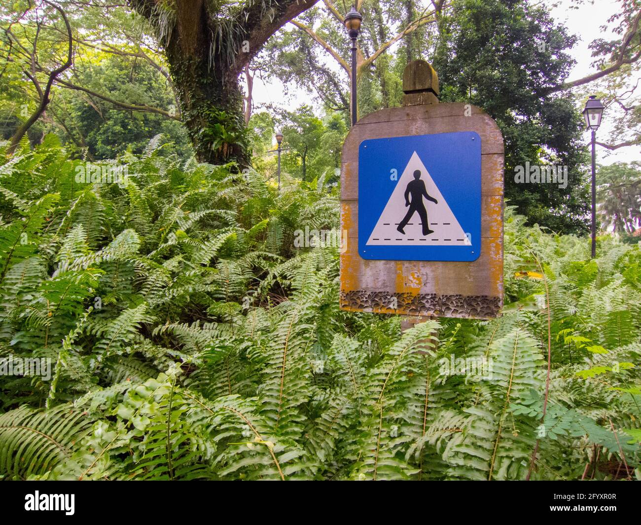 Un panneau bleu de traverse entre les fougères du jardin botanique de Singapour. Banque D'Images