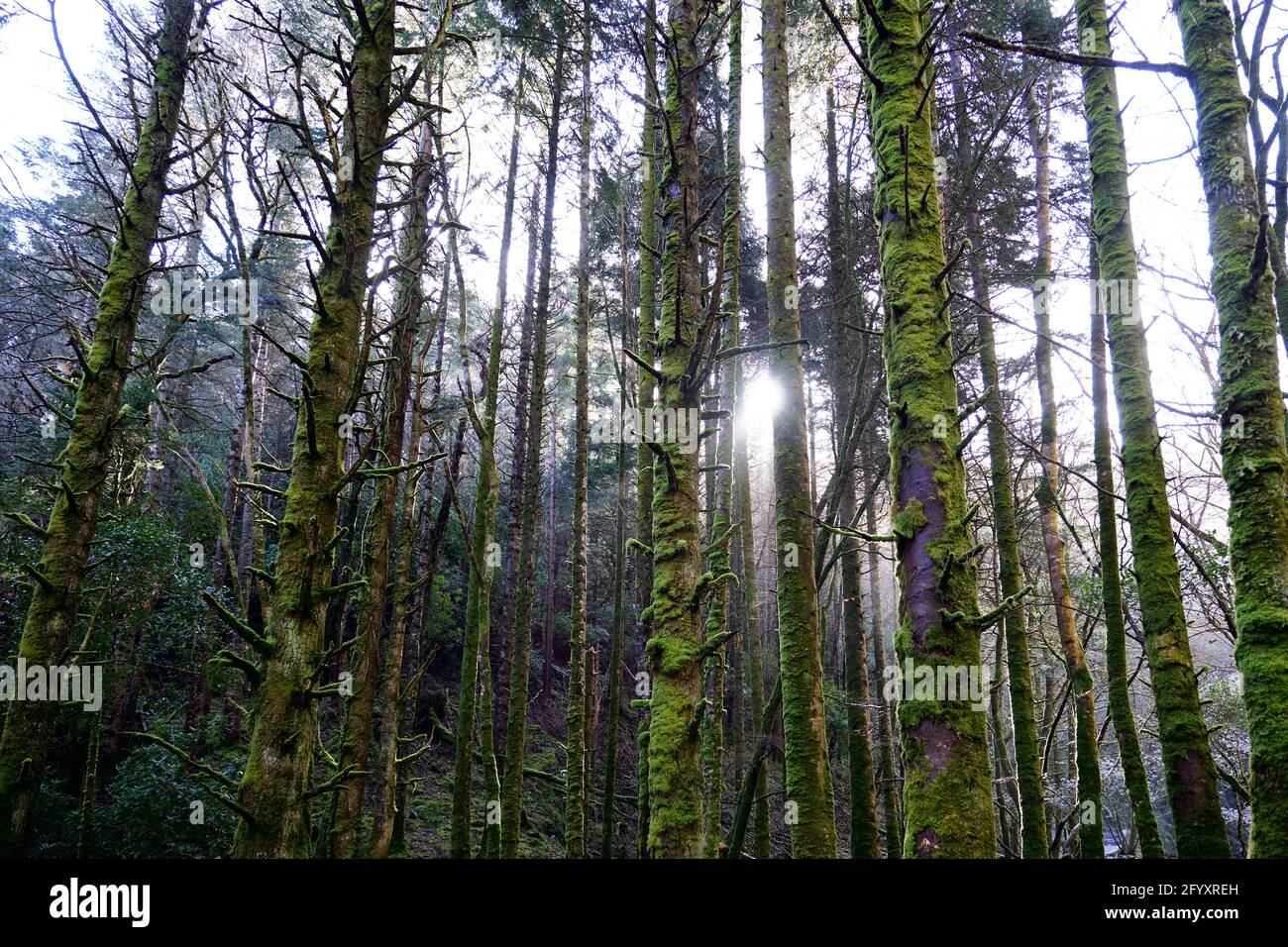 Les arbres du Parc National de Killarney, comté de Kerry, Irlande, Europe, 2018 Banque D'Images