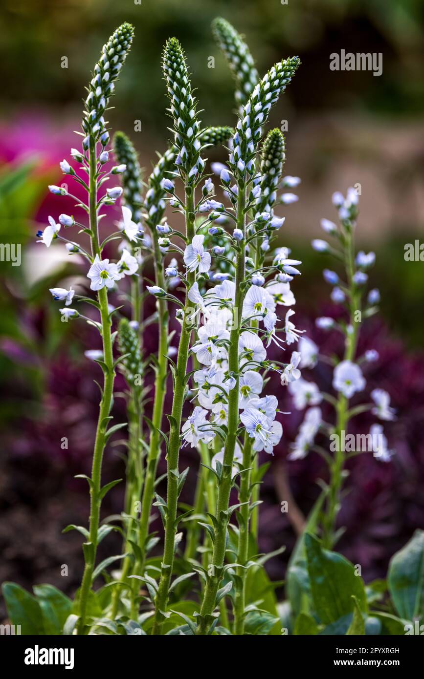 Veronica gentianoides «Tissington White» Banque D'Images