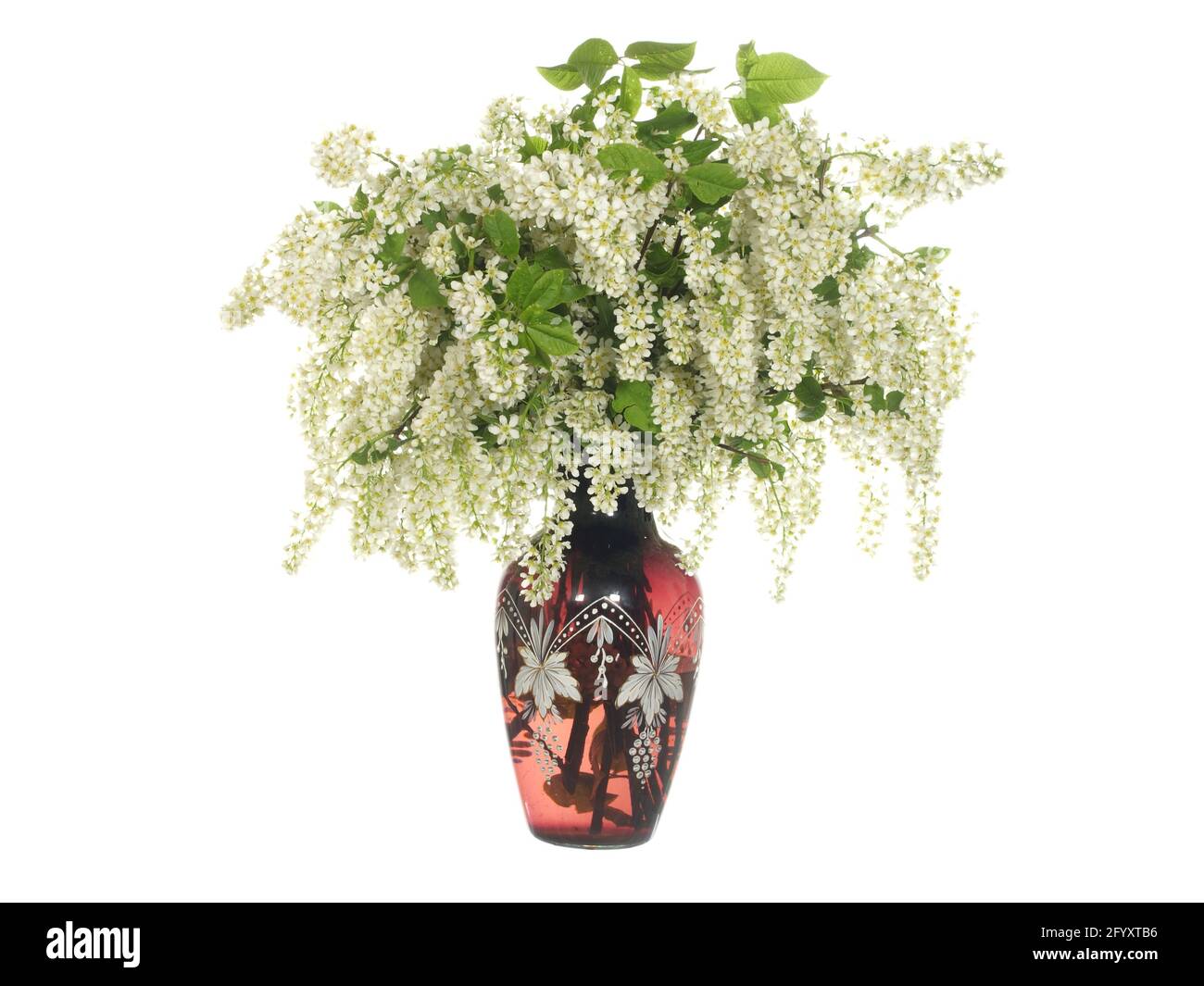 Branches de cerisier d'oiseau en fleur dans un vase en verre isolé sur un fond blanc. Banque D'Images