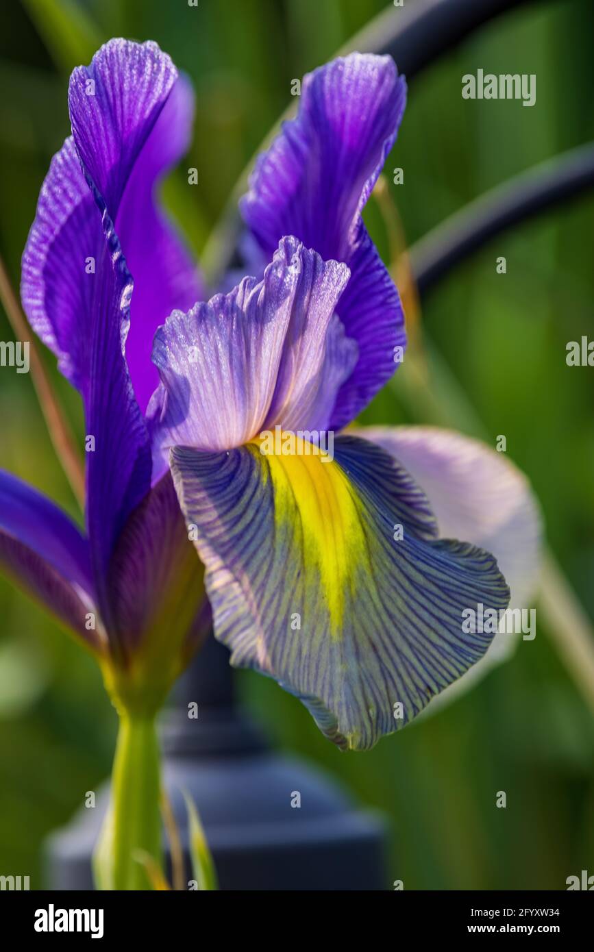 Beauté Saphir Iris (Dutch Iris) Banque D'Images