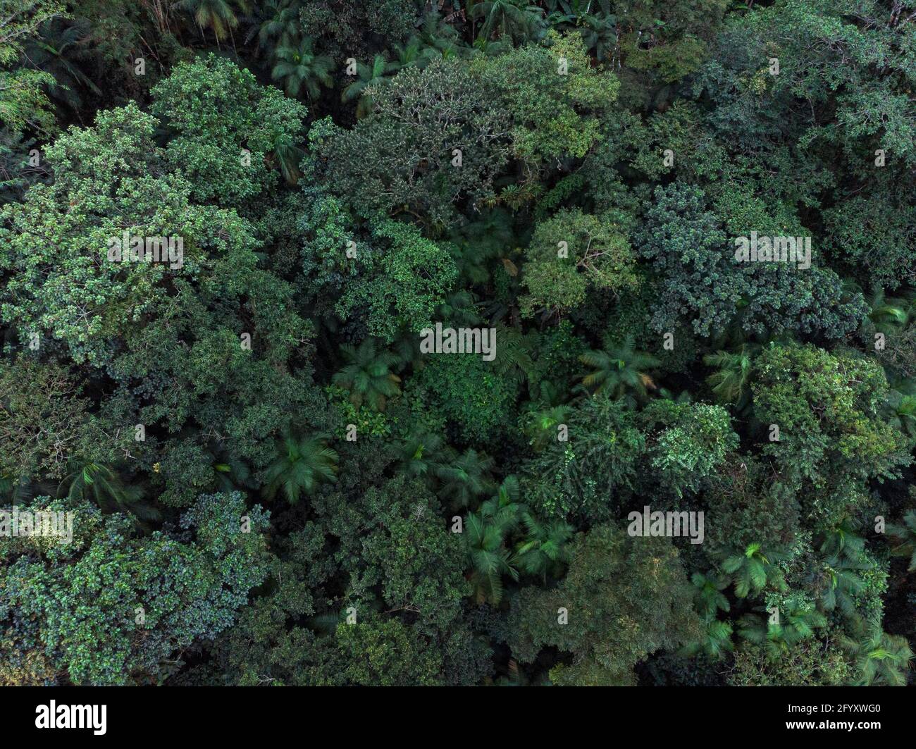 Vue aérienne de la canopée de la forêt tropicale de l'Atlantique près de Paraty, Brésil Banque D'Images