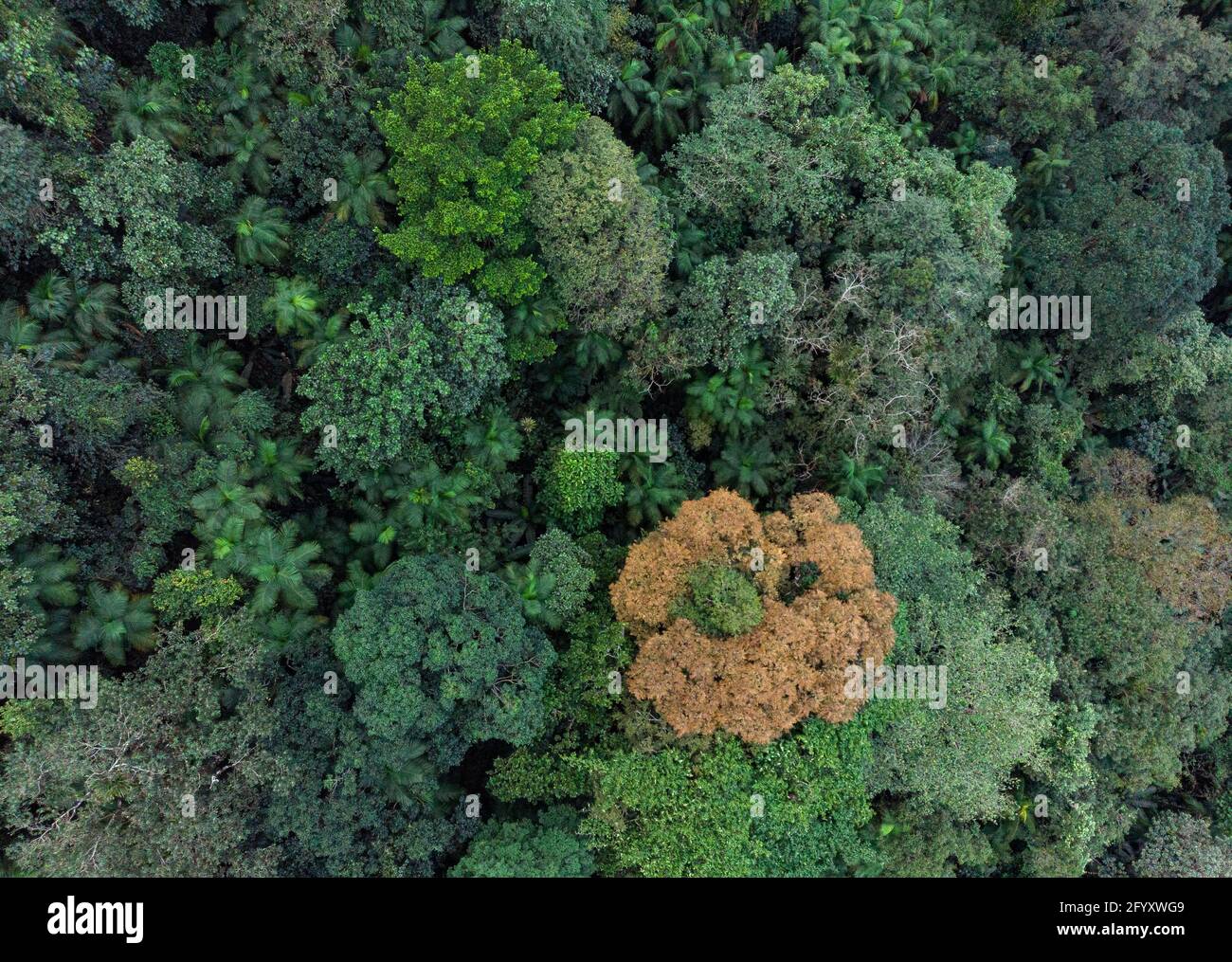 Vue aérienne de la canopée de la forêt tropicale de l'Atlantique près de Paraty, Brésil Banque D'Images