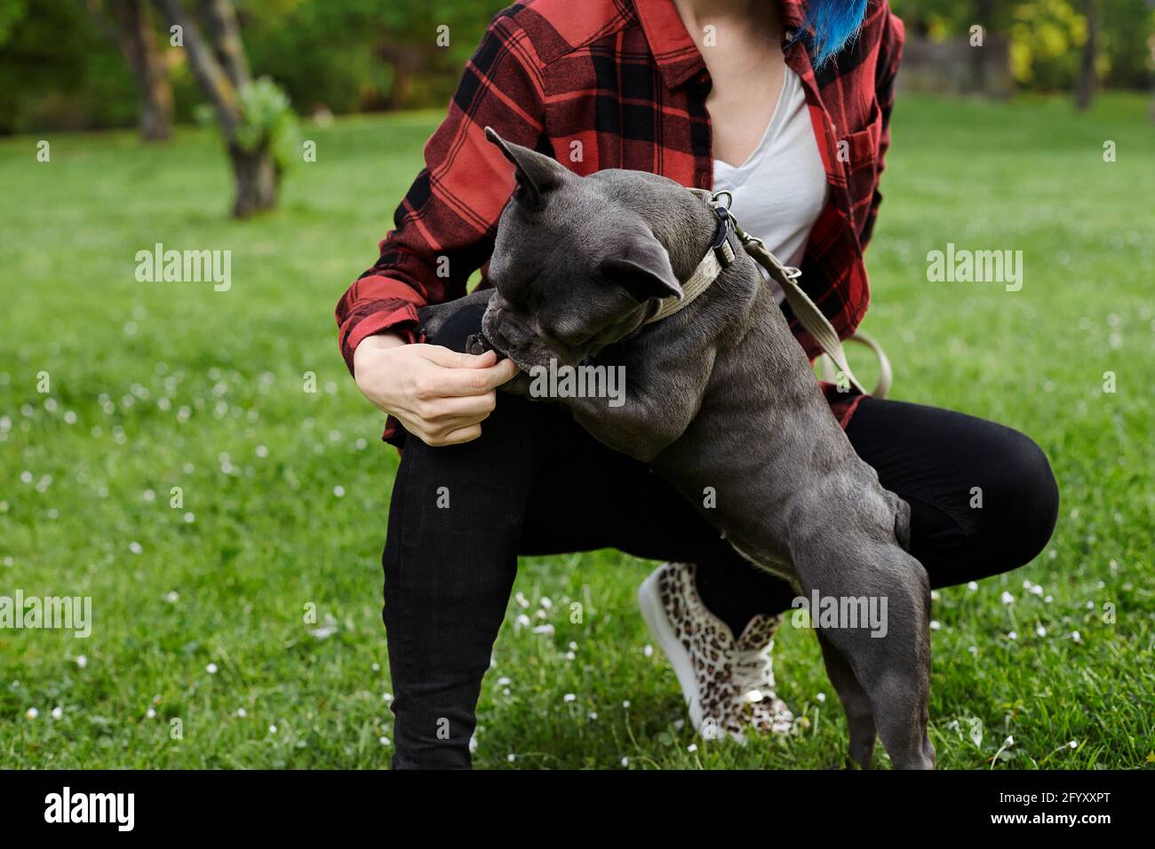 Belle fille avec un chien de taureau herfrench. Gros plan Banque D'Images