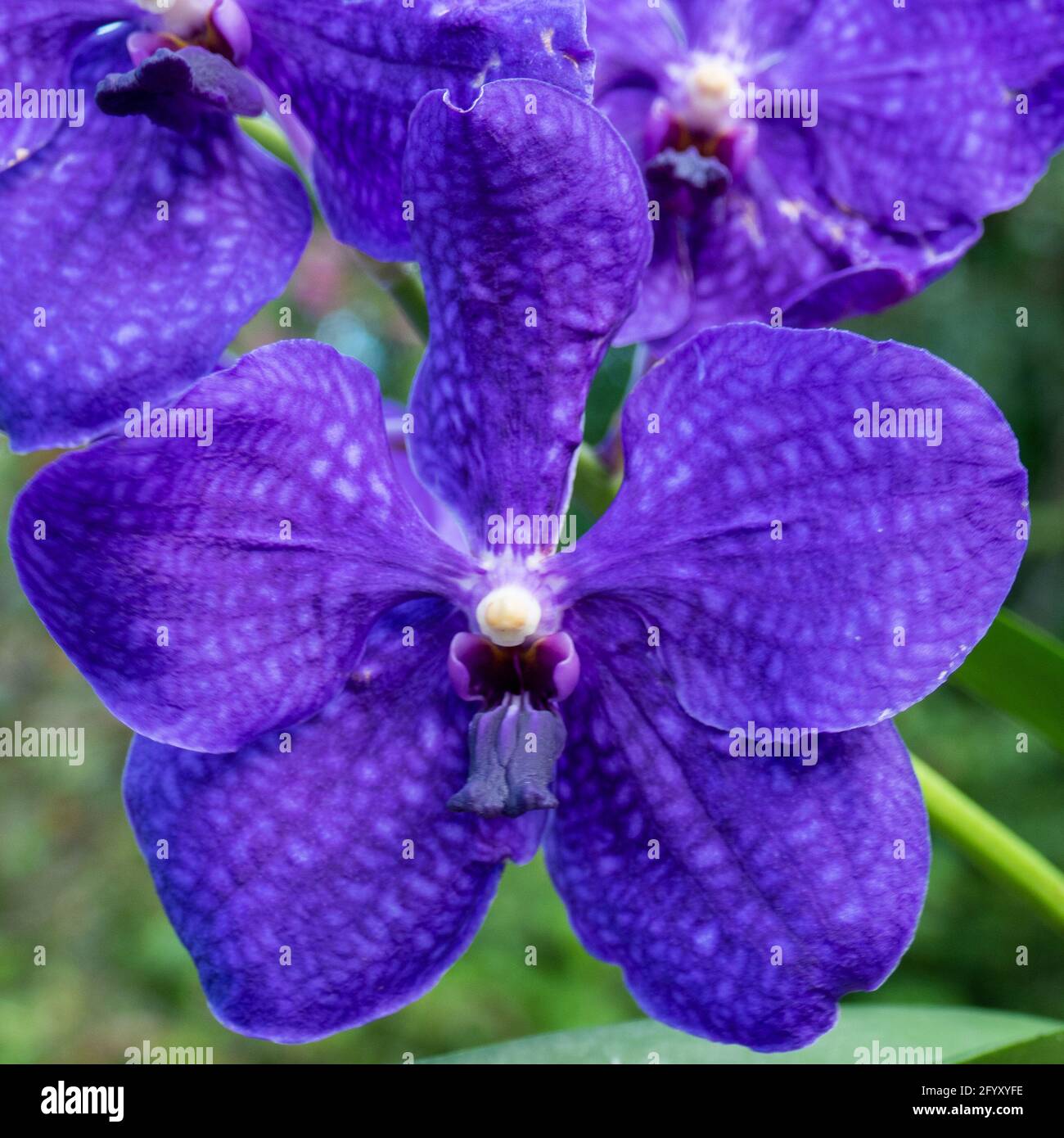 Orchidée Vanda violette. Gros plan à Anchieta, État d'Espirito Santo,  Brésil Photo Stock - Alamy