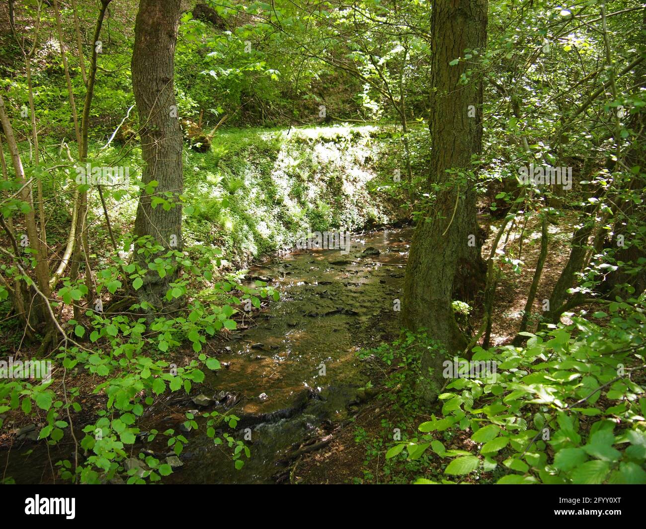 Parc national de Kellerwald-Edersee (Hesse, République fédérale d'Allemagne) Banque D'Images