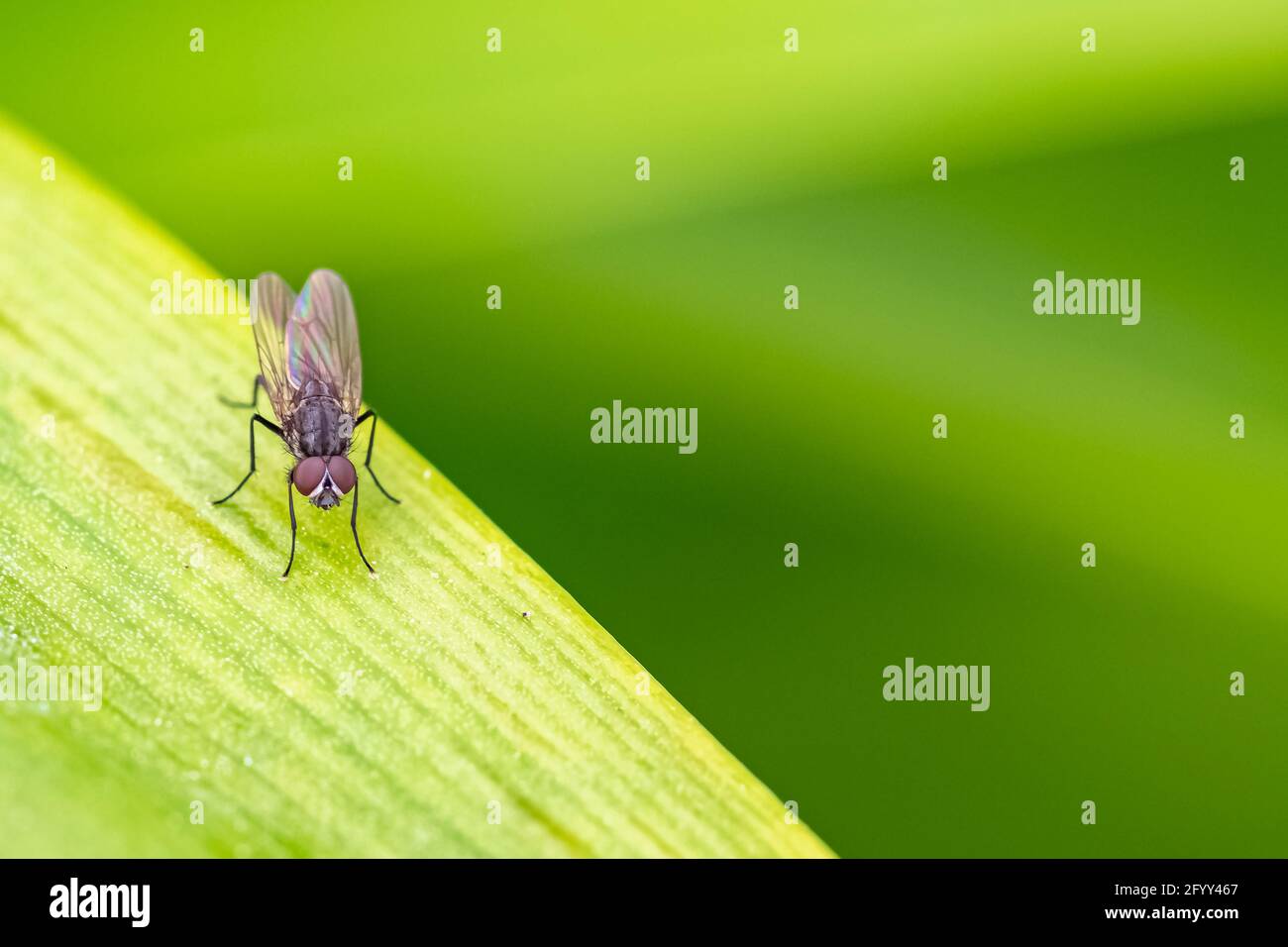 Une mouche debout sur une feuille dans le jardin Banque D'Images