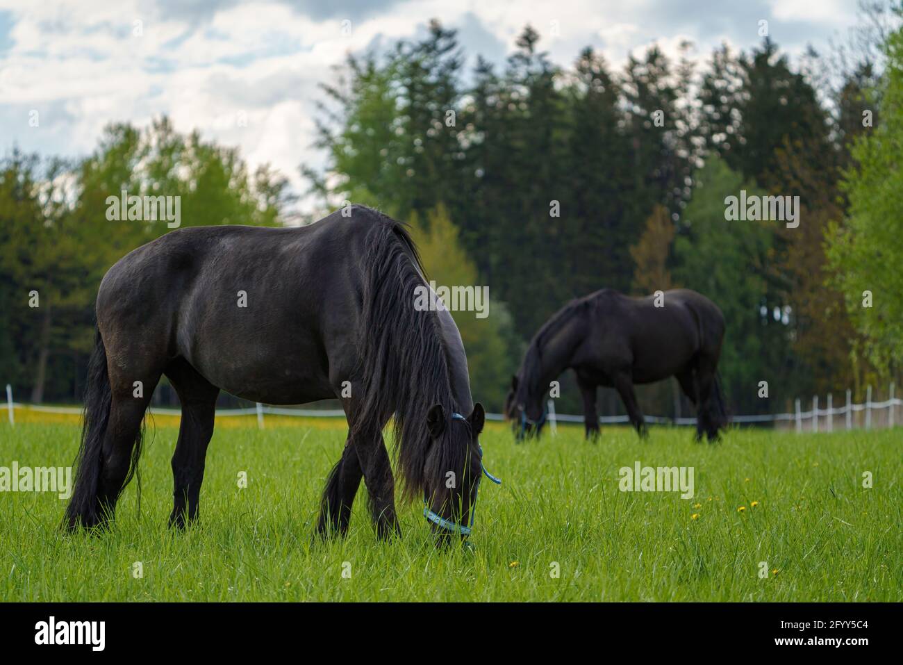 Chevaux noirs de la Frise sur le pâturage. République tchèque Banque D'Images