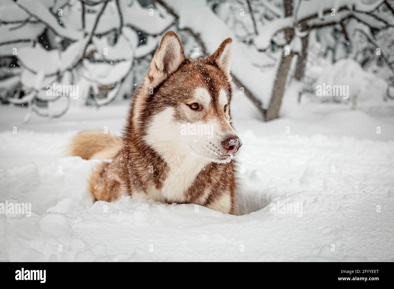 Adorable Husky de Sibérie moelleux reposant paisiblement sur un sol enneigé forêt pendant les chutes de neige Banque D'Images