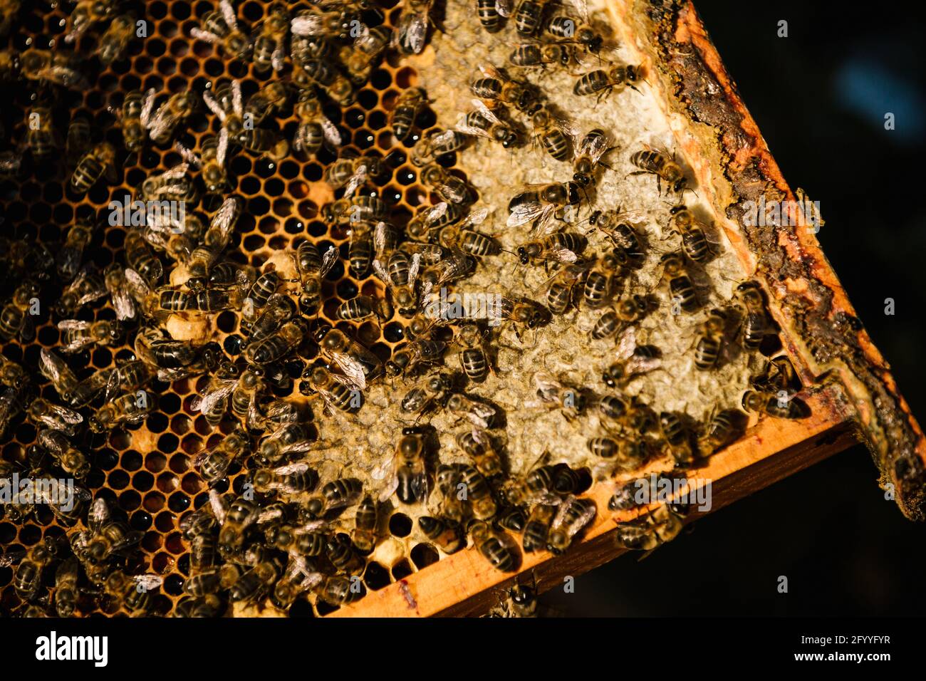 Ruche avec des nids d'abeilles en bois située dans l'apiaire Banque D'Images