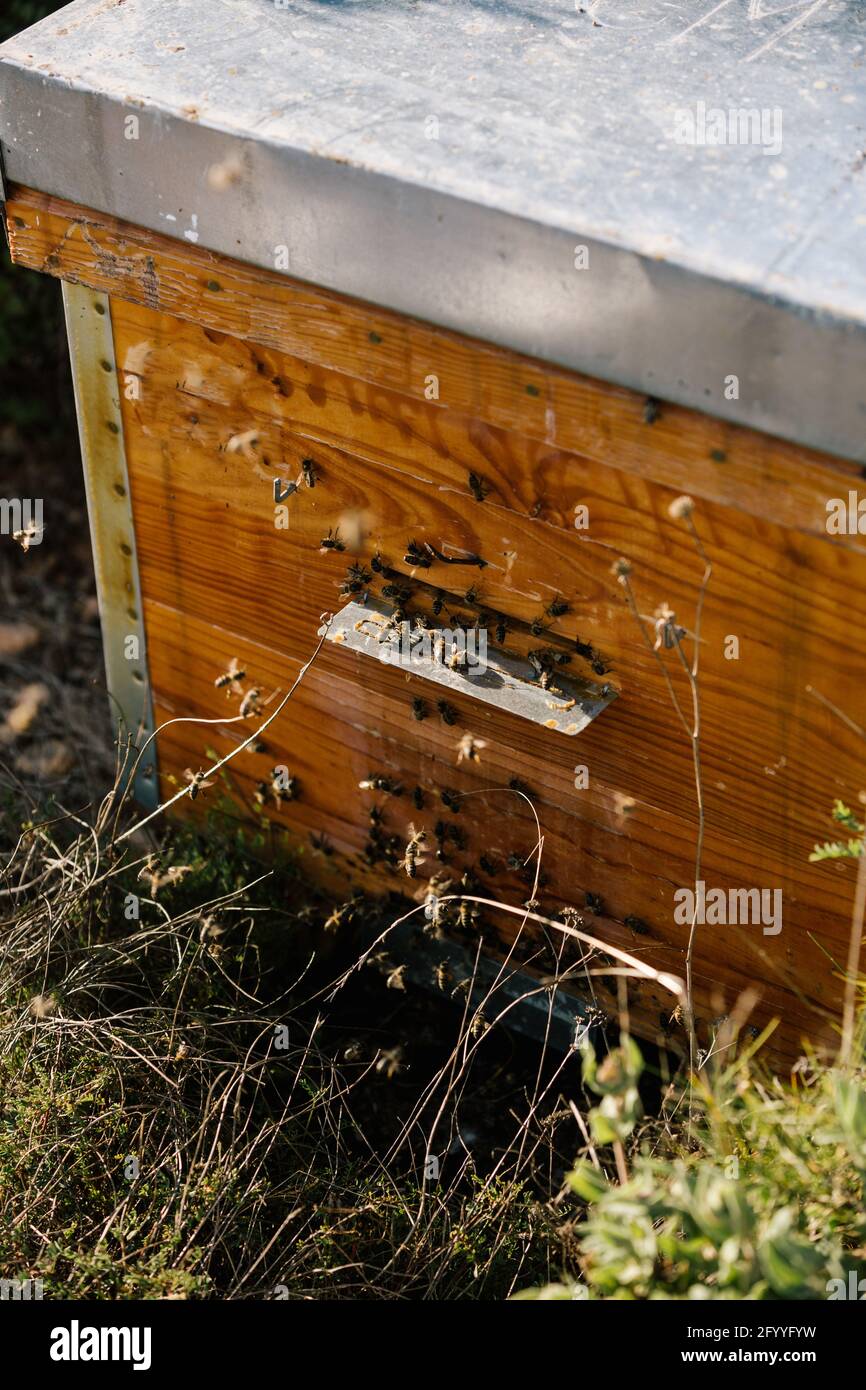 Ruche avec des nids d'abeilles en bois située dans l'apiaire Banque D'Images