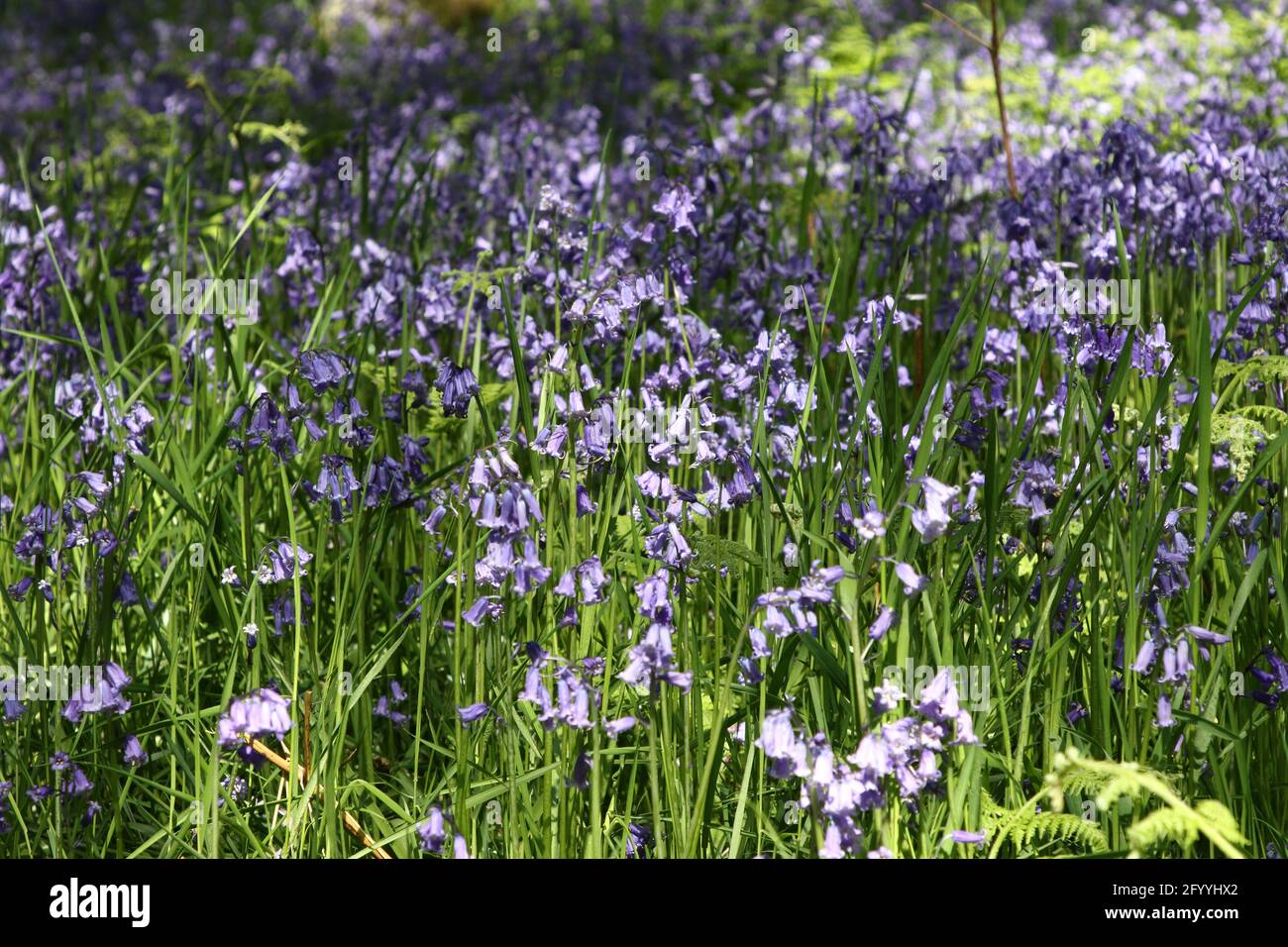 Jacinthoides non-scripta, Bluebell commun, un tapis de glade bois de Bluebells, couverture de printemps tôt, une masse de fleurs sauvages bleues, nourriture de nectar. Banque D'Images