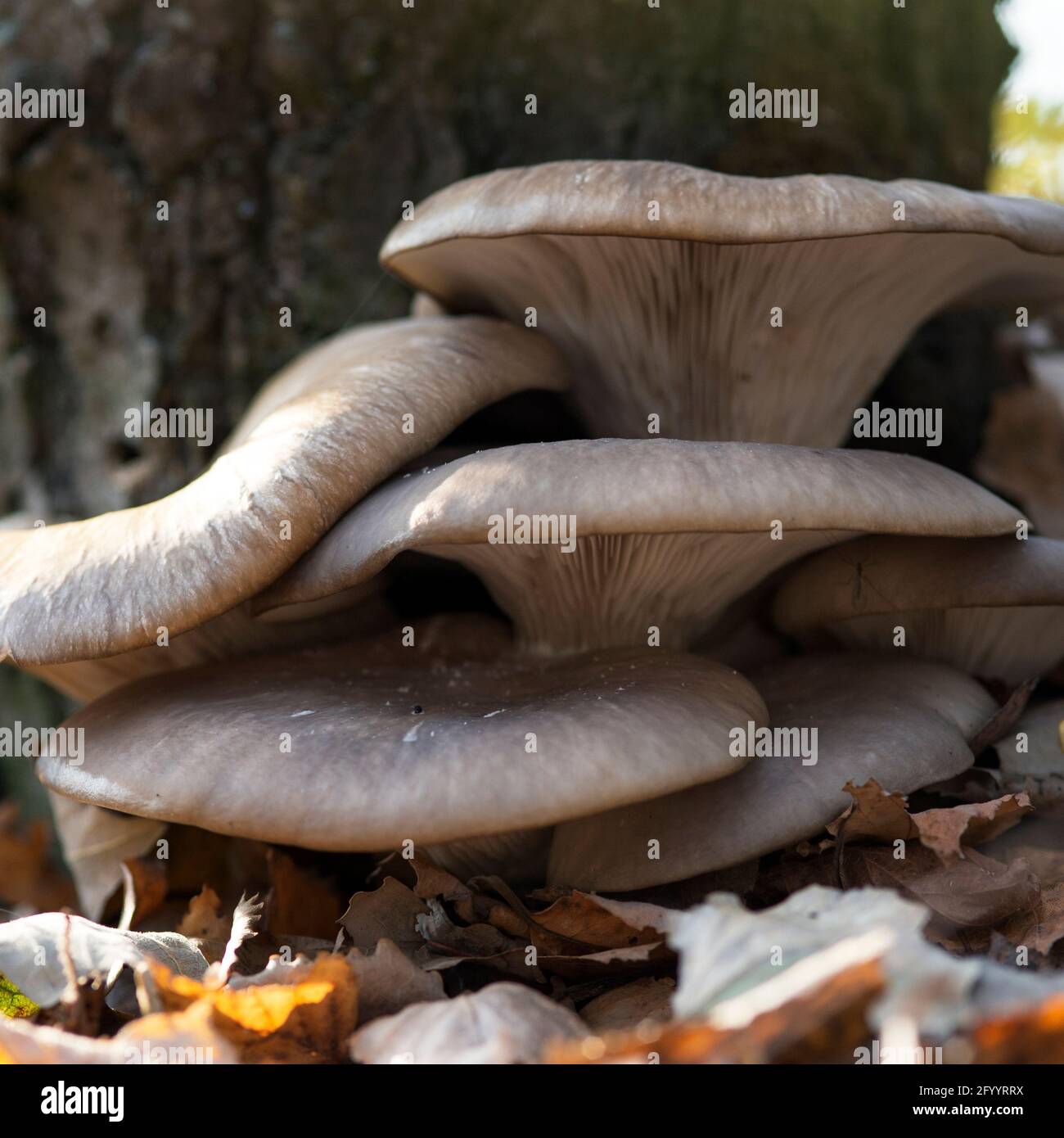 Grands beaux champignons Pleurotus ostreatus dans la forêt d'automne près un arbre parmi les feuilles tombées Banque D'Images