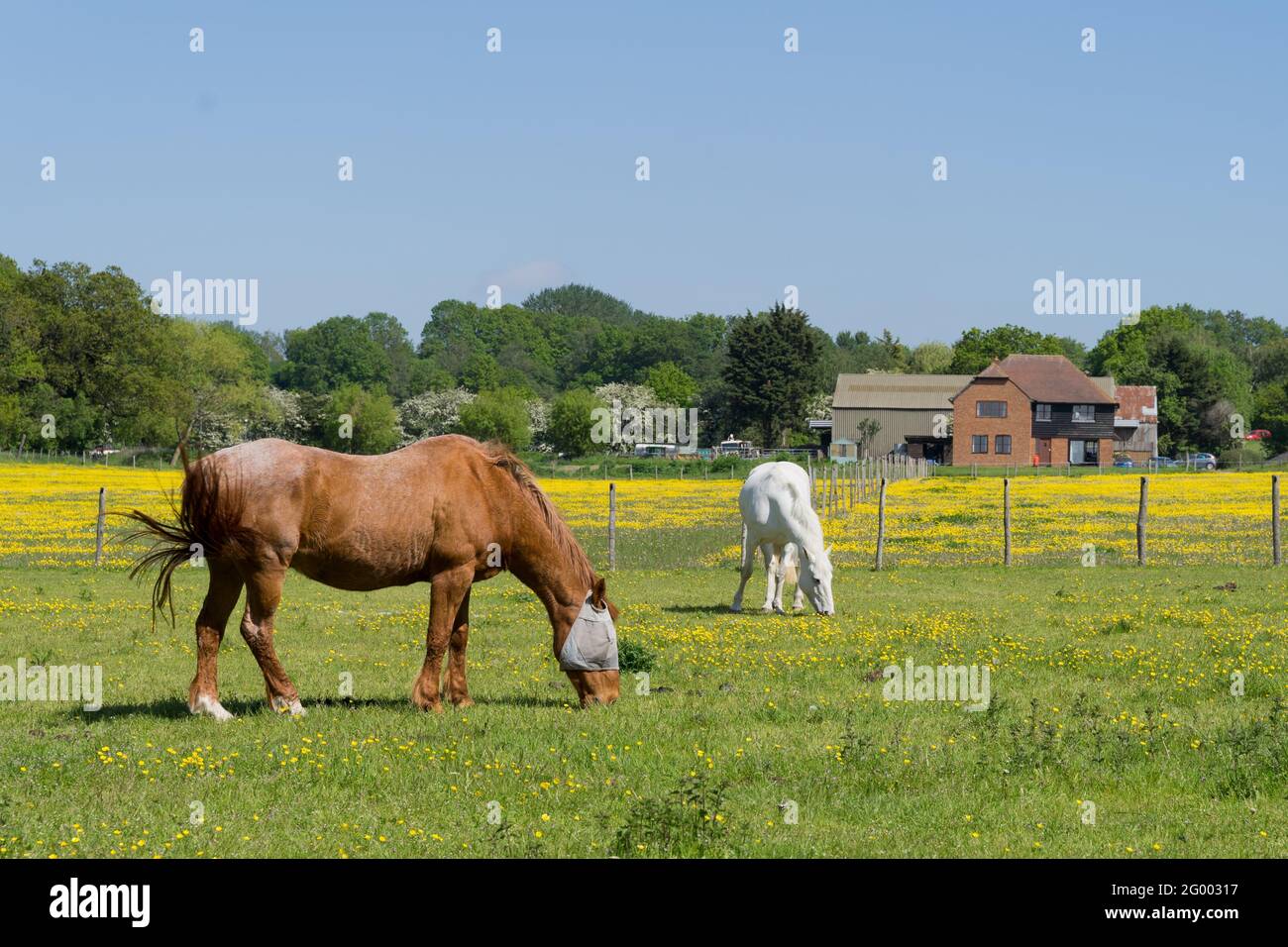 Chevaux paître dans le soleil Printemps chaud jour, Kent, Angleterre Banque D'Images