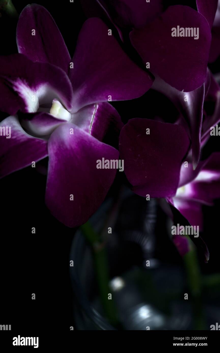 Branches dendrobium violettes sur fond noir Banque D'Images