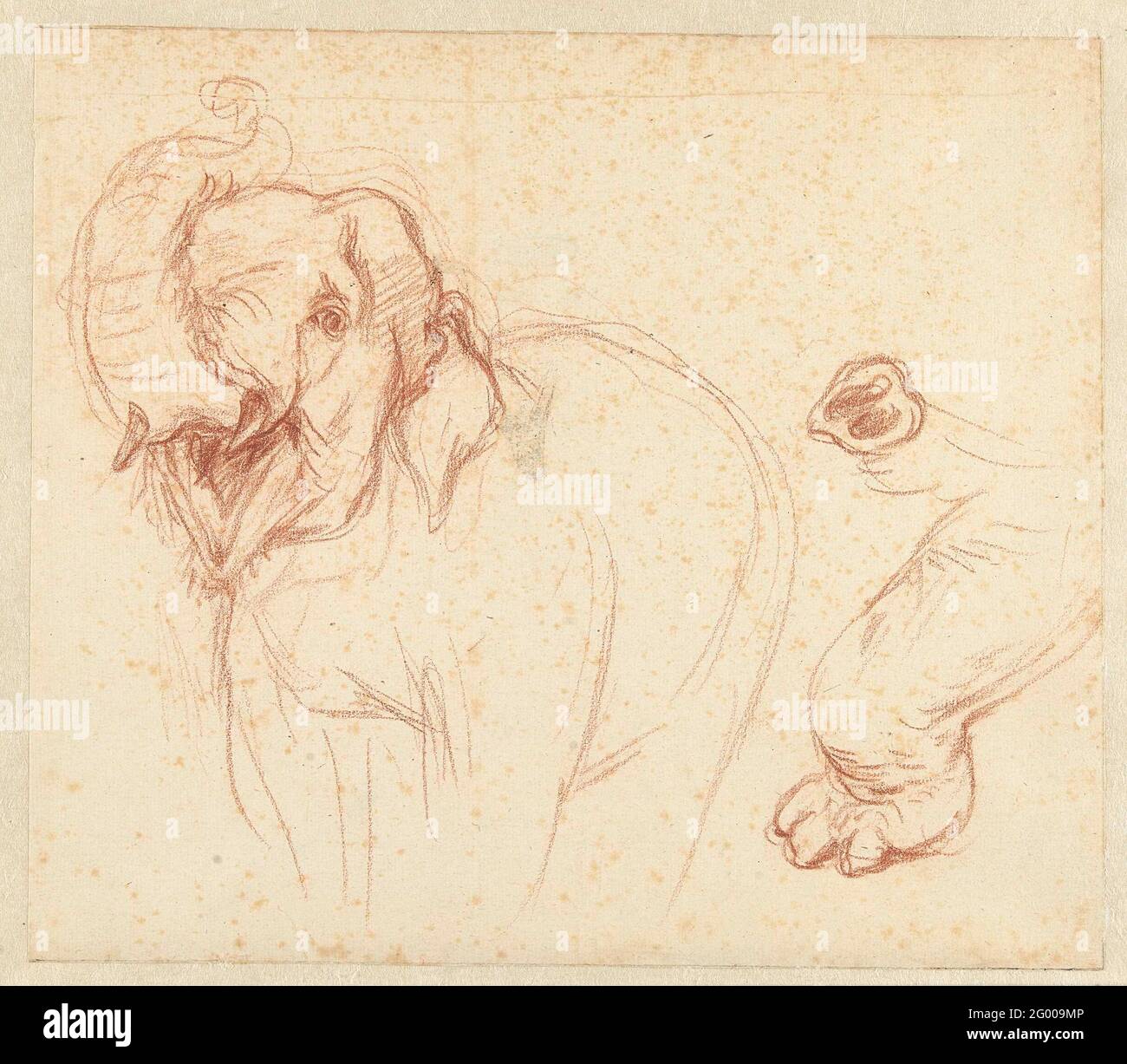 Esquisse d'un éléphant, d'une jambe et d'un tronc. Banque D'Images