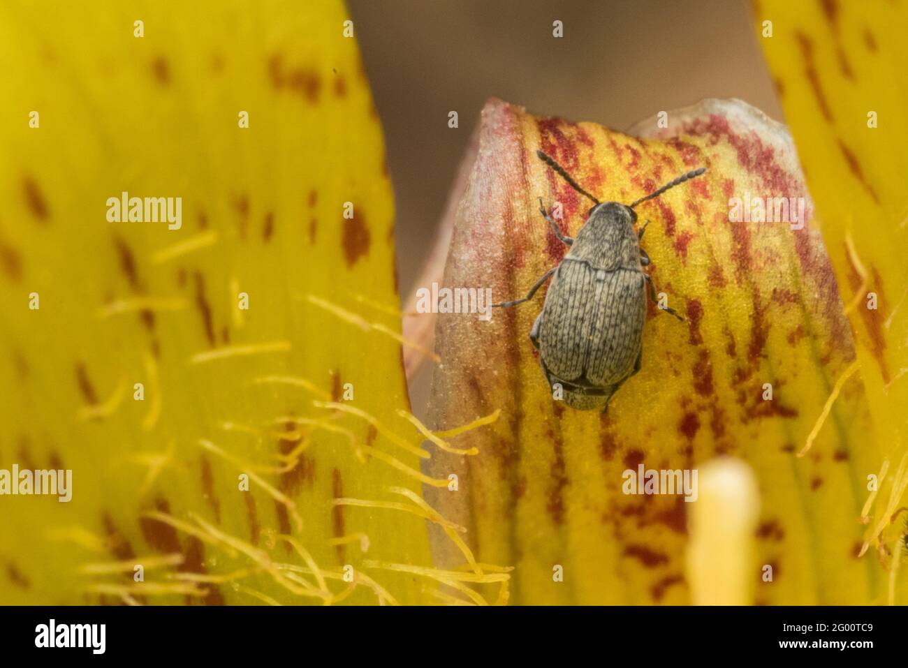 Un coléoptère à ailes courtes (Kateretidae) et une fleur jaune de lys de mariposa (Calochortus luteus) en Californie. Les coléoptères pollinisent les plantes. Banque D'Images