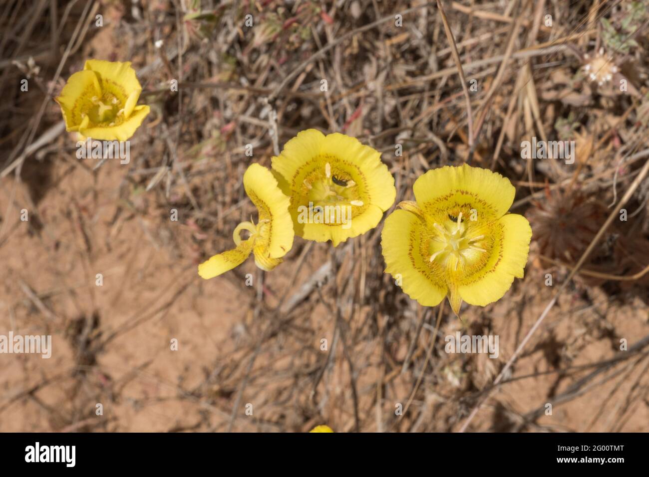 Le Lily jaune mariposa (Calochortus luteus) une fleur californienne colorée et vibrante. Banque D'Images