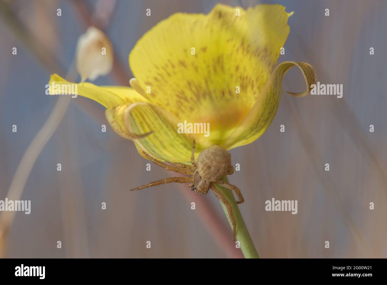 Araignée de crabe commun (Xysticus sp) sur une fleur jaune de nénuphars (Calochortus luteus) dans le parc régional Henry COE en Californie. Banque D'Images