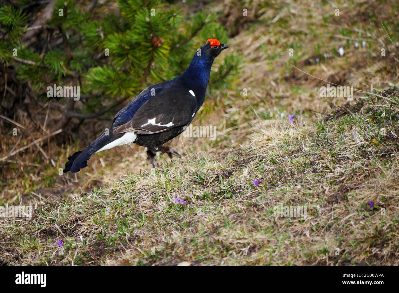 Tétras noir mâles (Lyrurus tetrix) au printemps, vu au parc national de Berchtesgaden, Bavière, Allemagne Banque D'Images