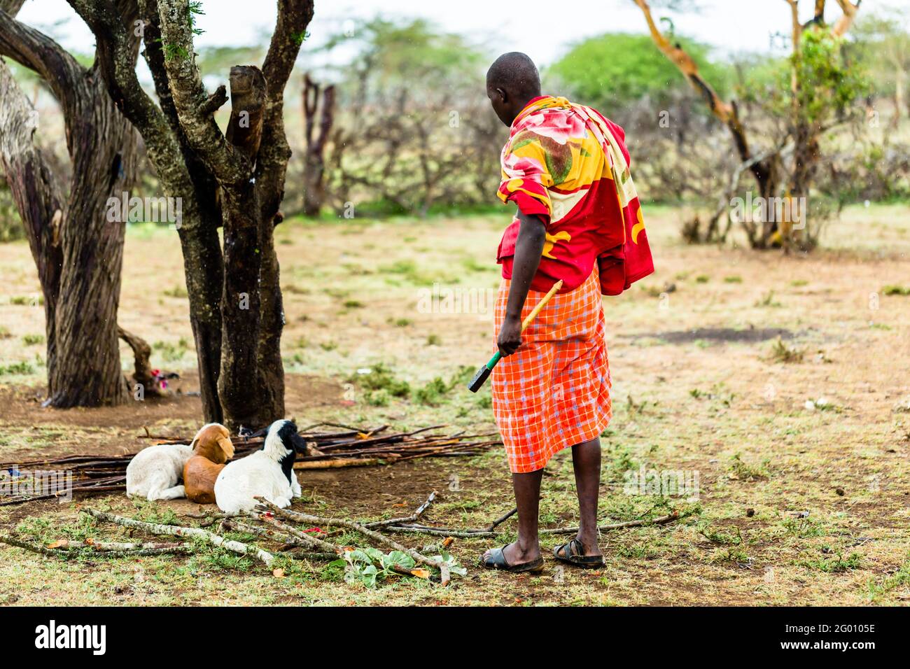 Fermier de la tribu Massai vérifiant sur ses chèvres Banque D'Images