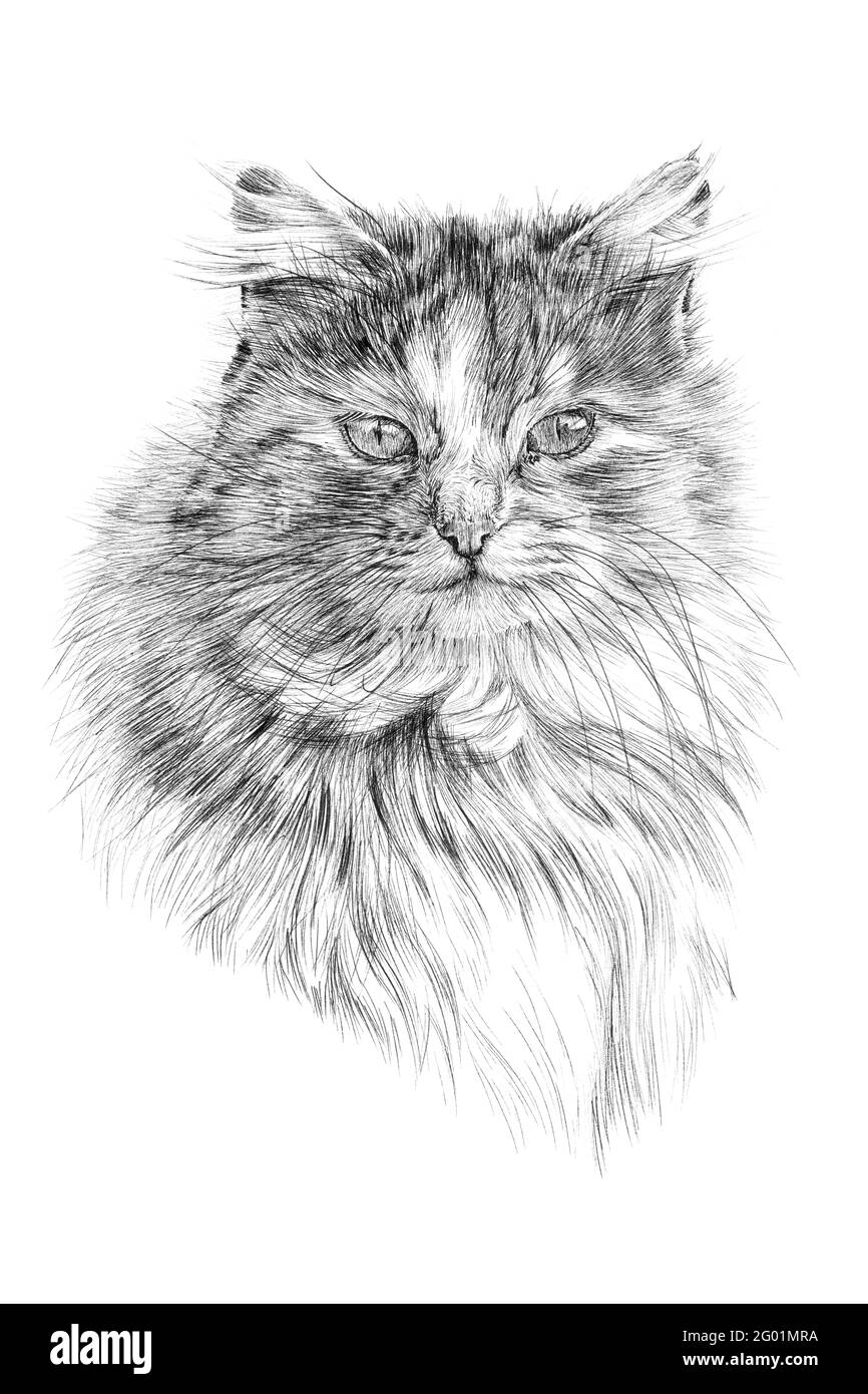 Portrait de chat dessiné à la main, croquis graphiques illustration monochrome sur fond blanc (originaux, pas de tracé) Banque D'Images