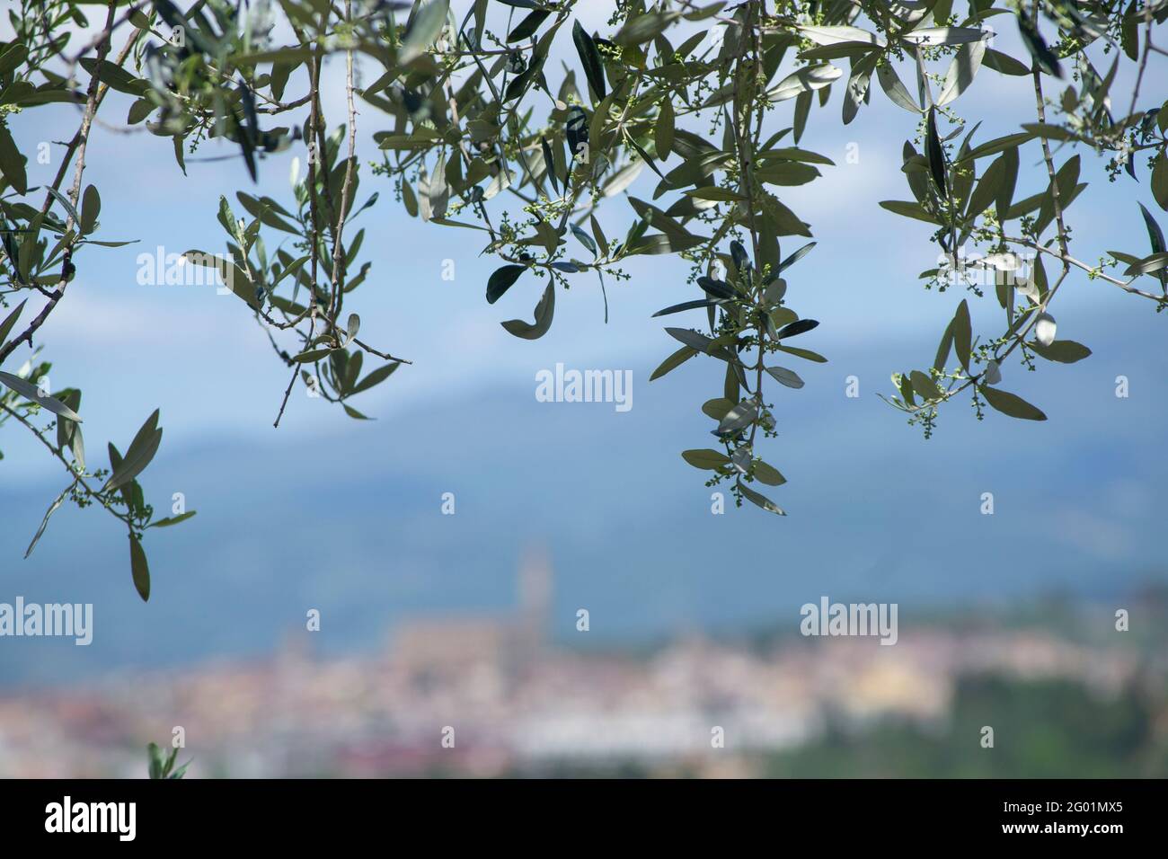 Branches d'olivier en fleur avec la ville d'Arezzo dans le fond flou Banque D'Images