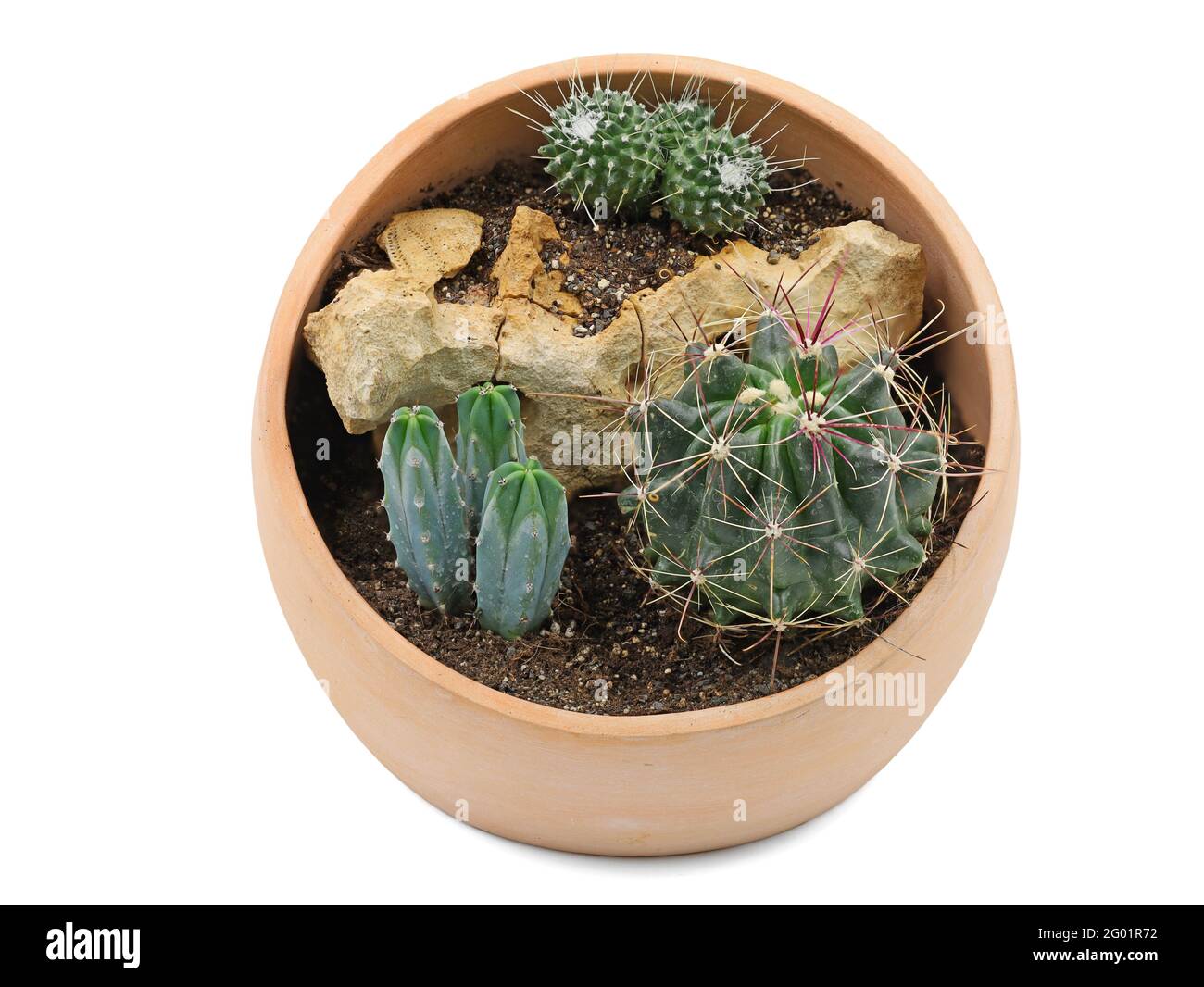 pot rond en terre cuite avec trois cactus plantés dans un paysage de pierre, cactus en pot isolé sur fond blanc Banque D'Images
