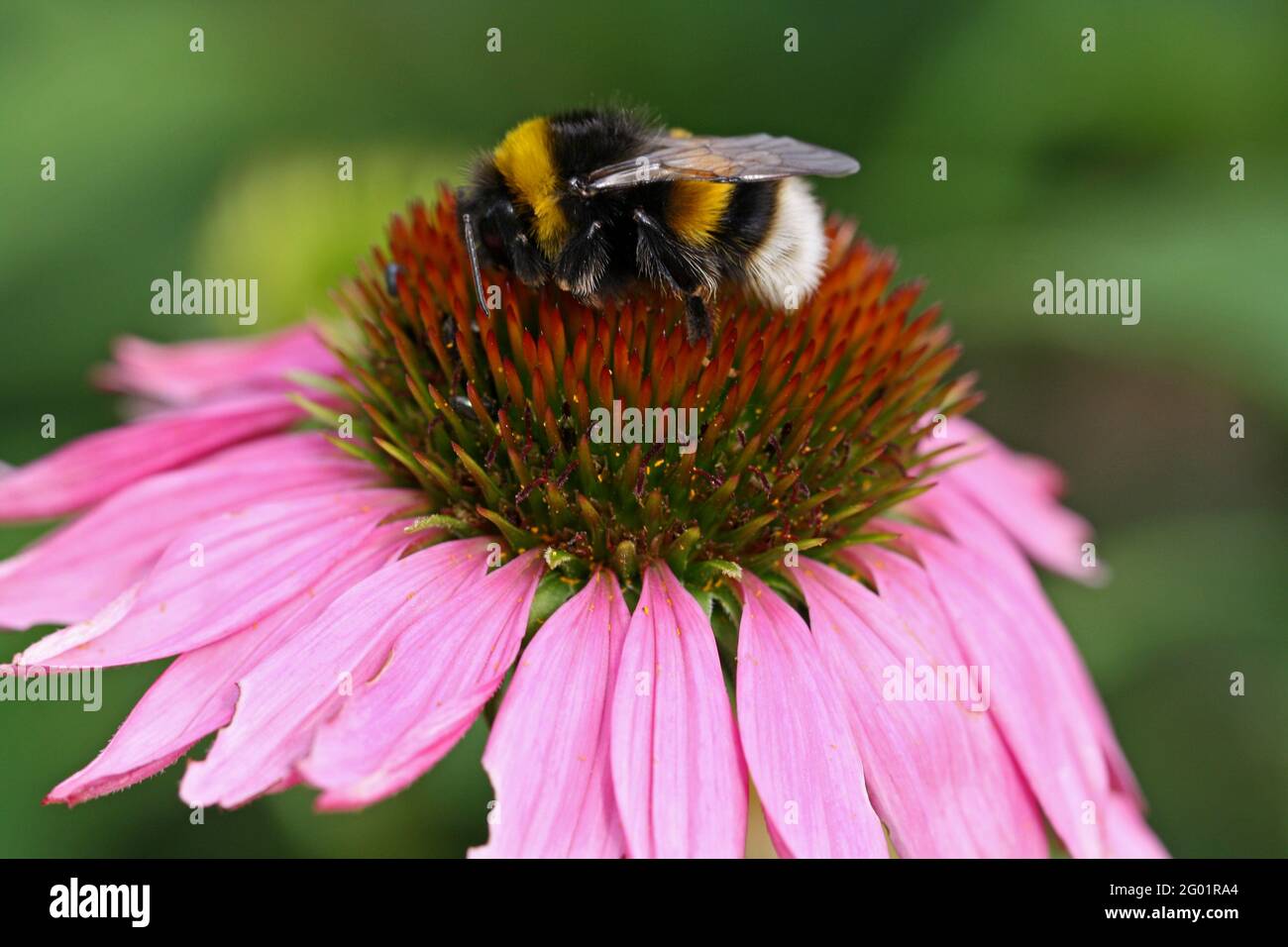 Le bourdon recueille le nectar sur une fleur rose Banque D'Images