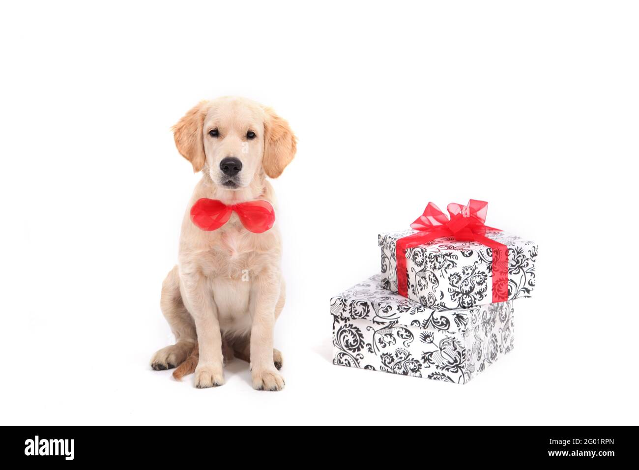 Un adorable chiot drôle de Golden Retriever en cravate rouge se trouve sur un fond blanc isolé qui présente et regarde l'appareil photo. Photo de haute qualité avec Labrador et espace de copie Banque D'Images