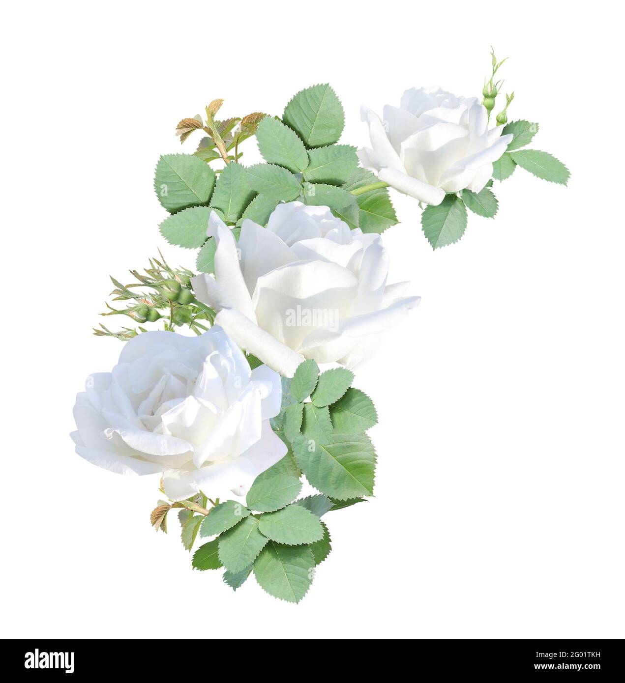 Bordure d'angle avec branche de rose avec fleurs blanches. Cadre d'angle  avec branches de rose grimpant. Isolé sur fond blanc Photo Stock - Alamy