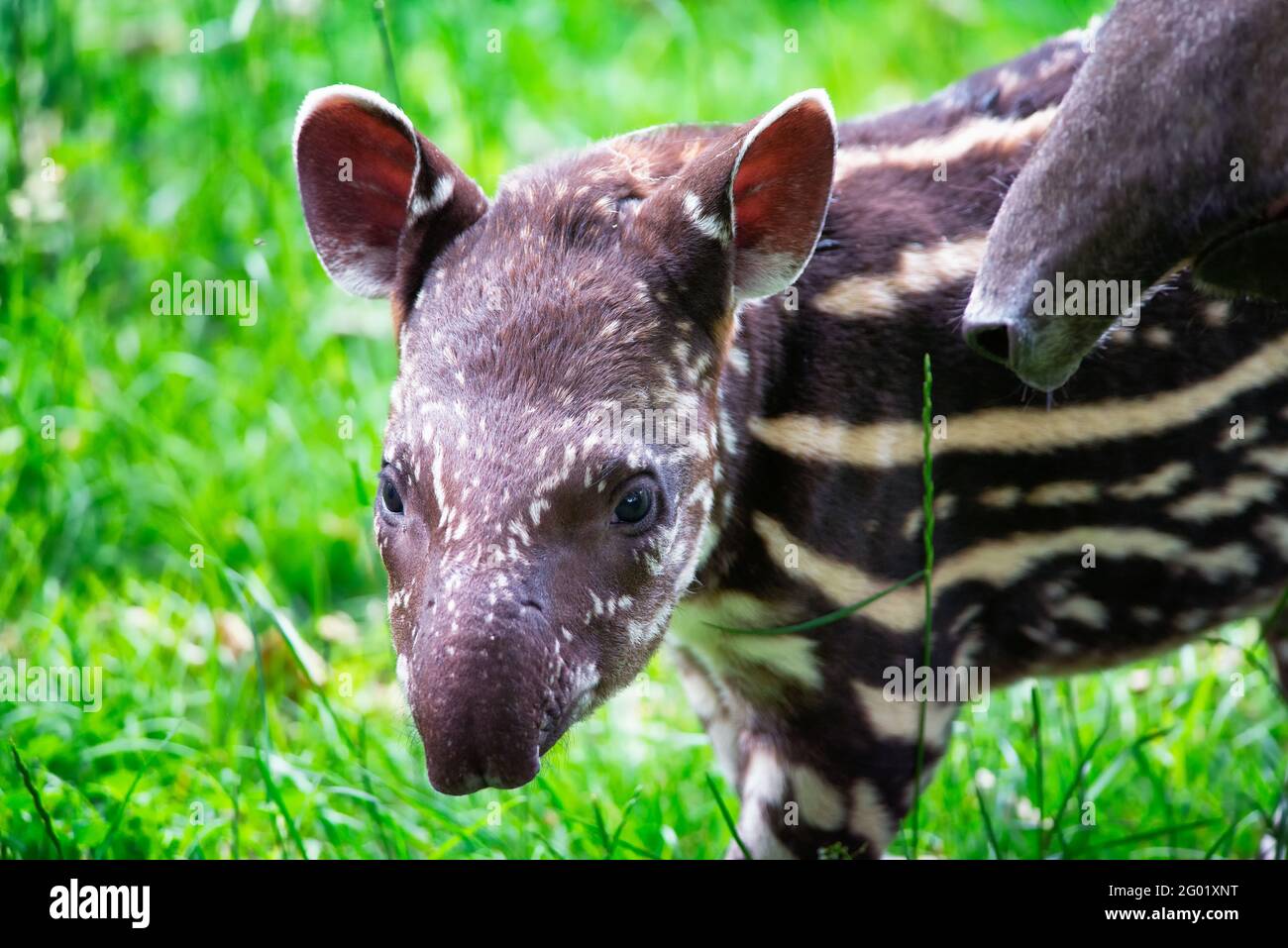 Bébé du tapir sud-américain en voie de disparition Banque D'Images Bébé du tapir sud-américain en voie de disparition Banque D'Images