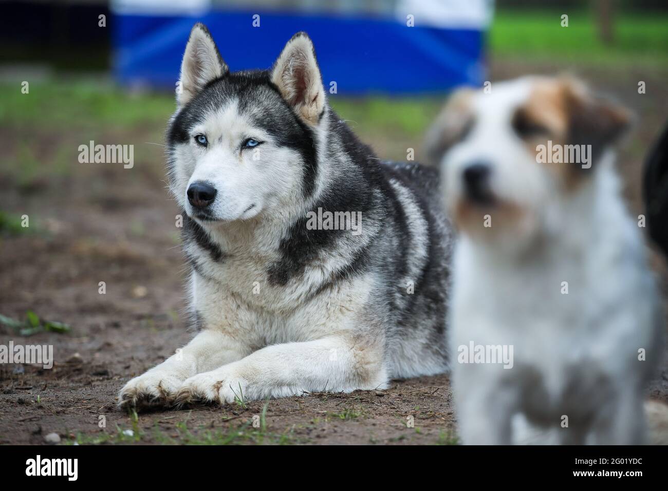 Husky avec différentes couleurs pour les yeux à proximité des autres chiens. Amitié pour toujours. Banque D'Images