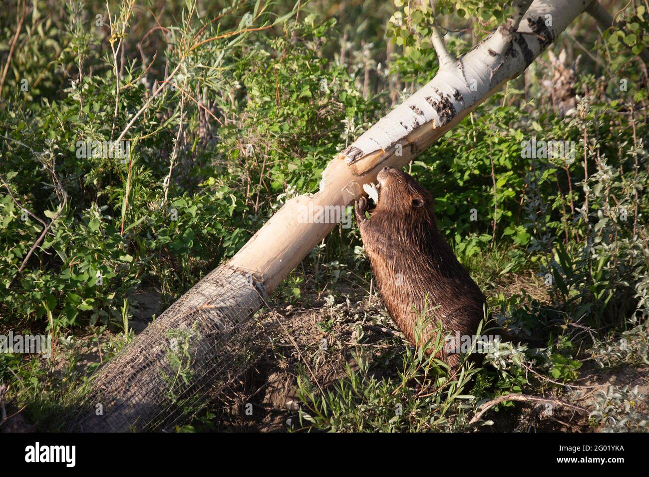 Castor mâchant l'écorce d'un peuplier faux-tremble. La base du tronc de l'arbre est recouverte de fil de castor mais est devenue accessible après une chute lors d'une tempête de vent. Banque D'Images
