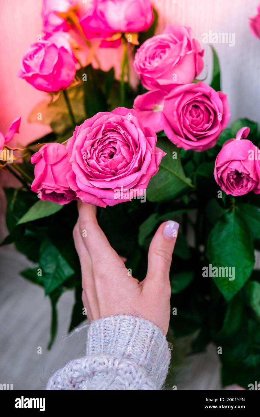 Concept De Vacances Bouquet De Roses Pour Un Anniversaire Saint Valentin Meres Femmes Bouquet De Fleurs Le Matin Mise Au Point Selective Pivoines Avec Fema Photo Stock Alamy