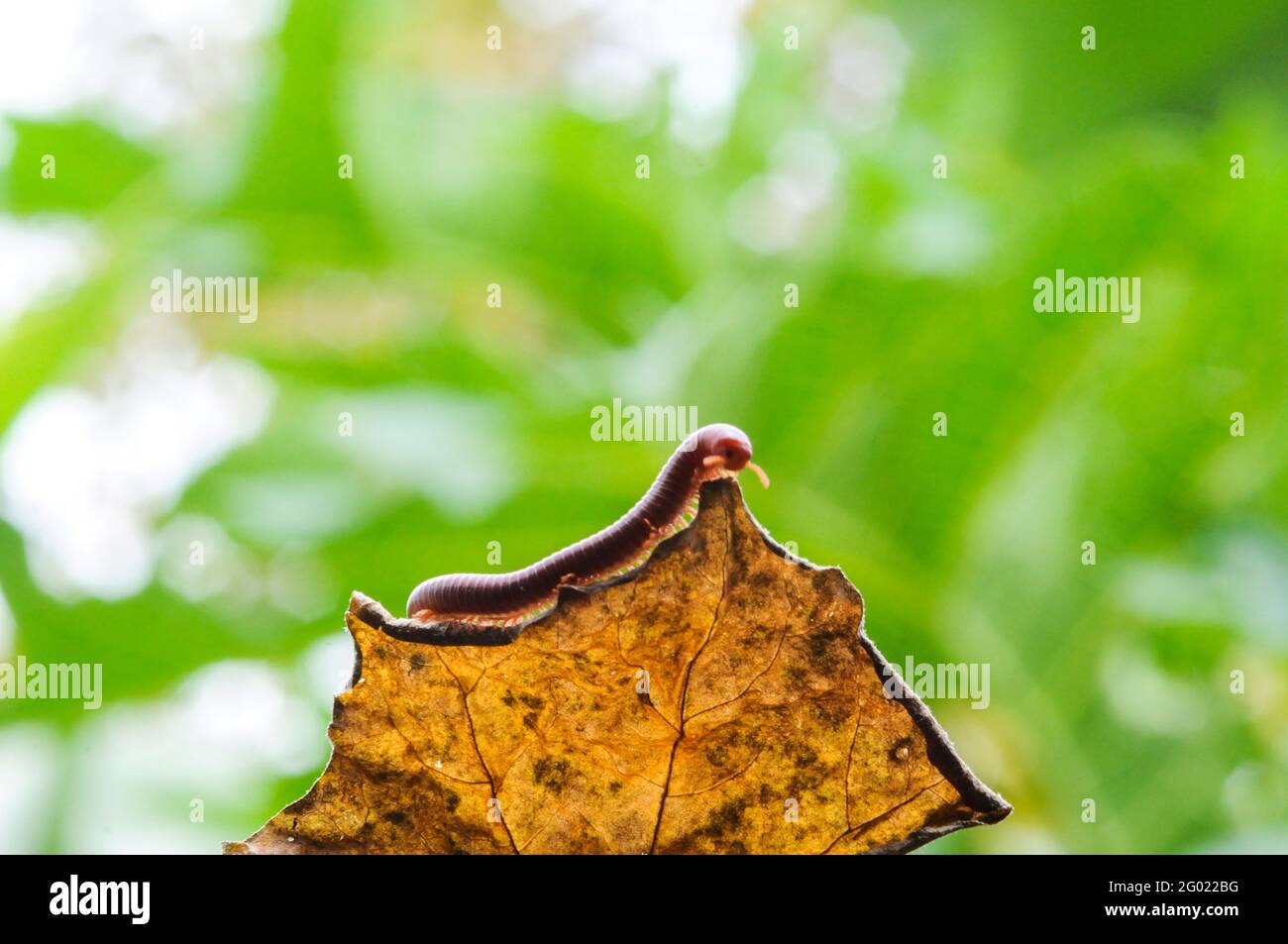 Millipède géant dans la branche et la feuille d'arbre, macro photographie d'insecte dans la forêt Banque D'Images