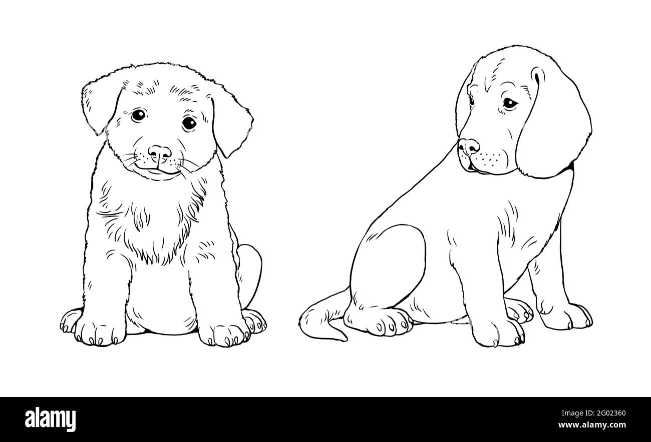 Labrador retriever et chiot Collie rugueux. Chiens mignons chiots. Modèle de coloriage. Illustration numérique. Banque D'Images