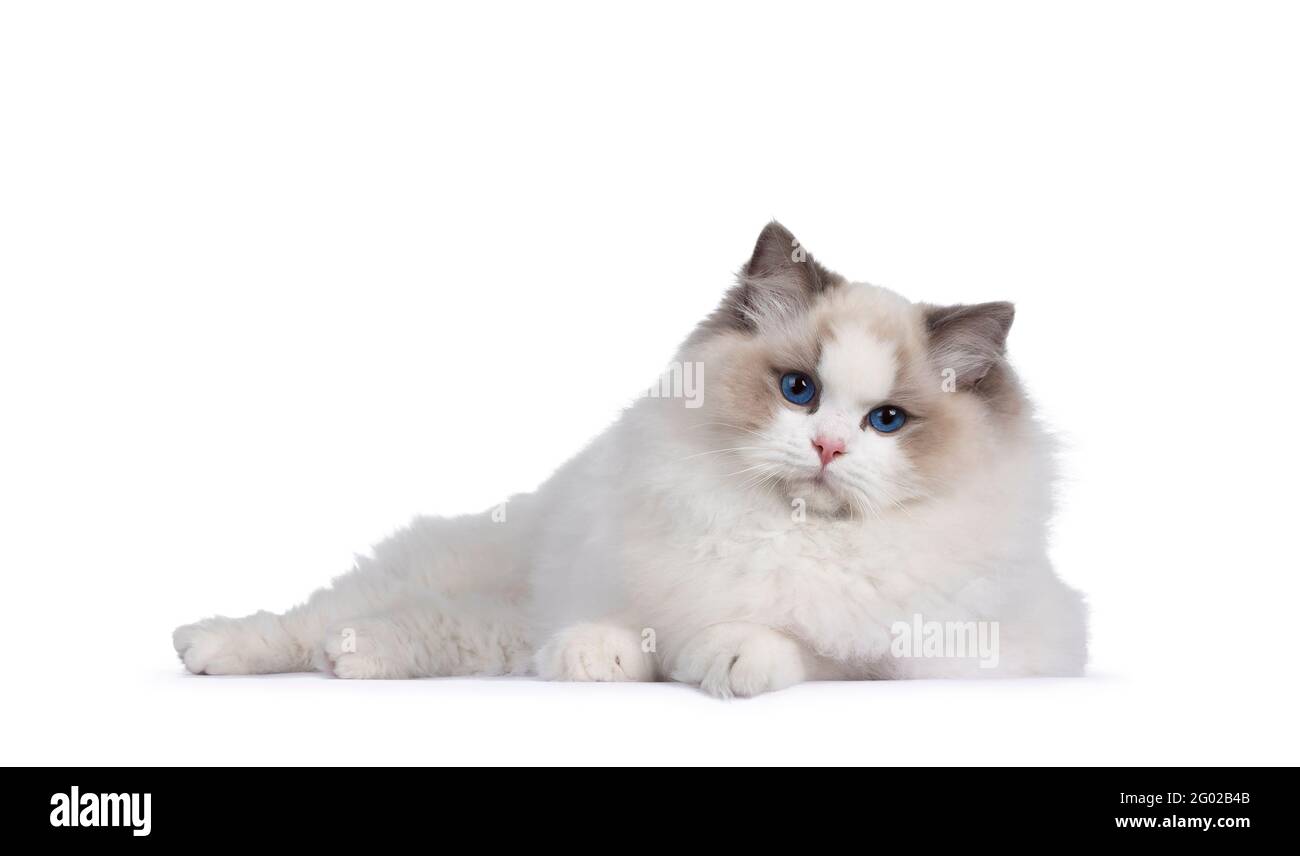 Jeune beau chat bicolore Ragdoll, en posant les côtés à côté du panier de feutre vert. En regardant vers l'appareil photo avec des yeux bleu foncé. Isolé sur une ba blanche Banque D'Images