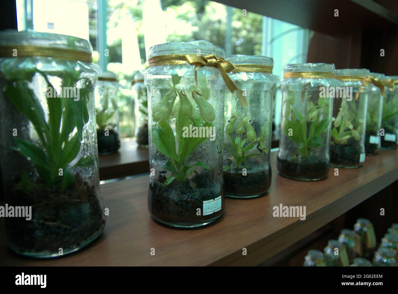 Laboratoire de culture de tissus végétaux géré par l'Institut indonésien des sciences (LIPI) au jardin botanique de Bogor, à Bogor, dans l'ouest de Java, en Indonésie. Banque D'Images