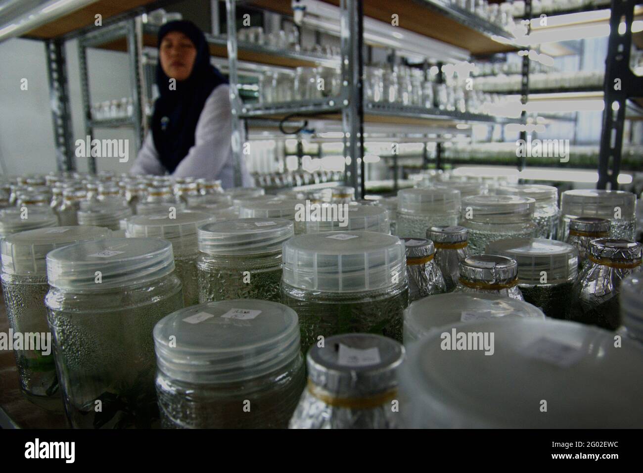 Laboratoire de culture de tissus végétaux géré par l'Institut indonésien des sciences (LIPI) au jardin botanique de Bogor, à Bogor, dans l'ouest de Java, en Indonésie. Banque D'Images