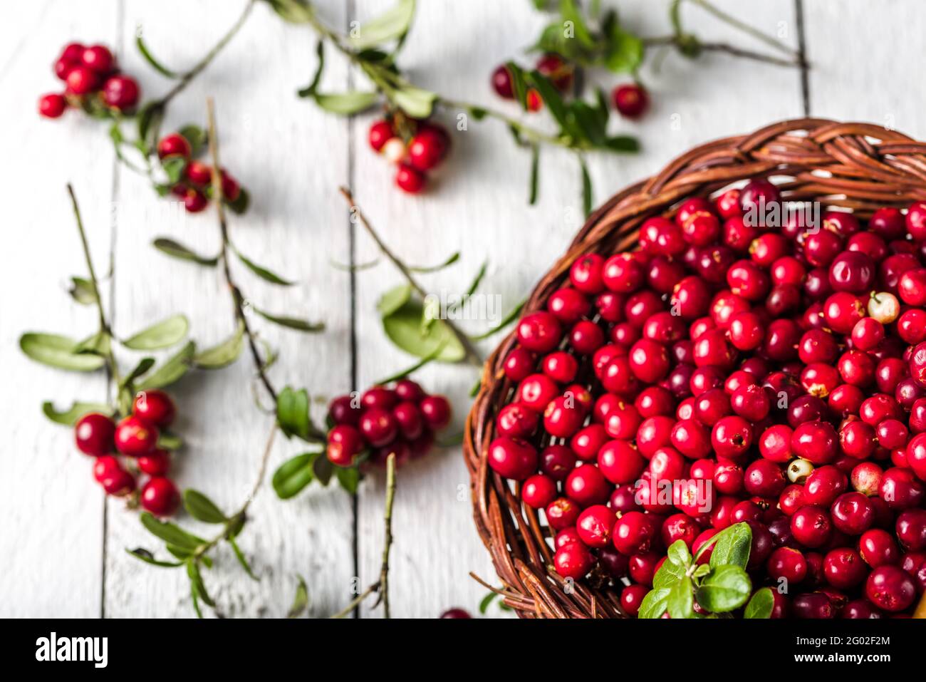Récolte de canneberges fraîches, panier de baies rouges sur table en bois Banque D'Images